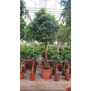 Ficus Nitida
