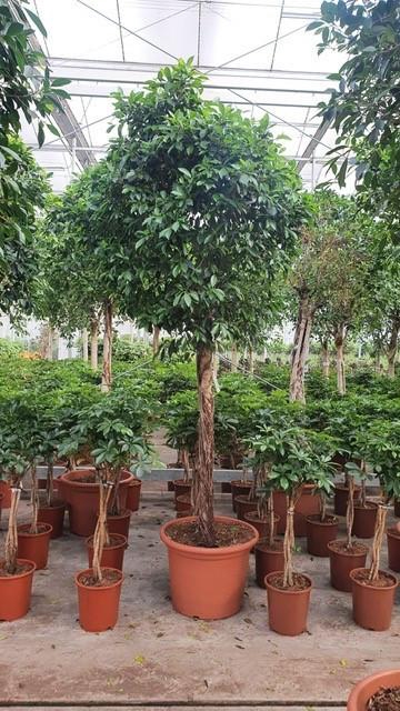 <h4>Ficus Nitida</h4>