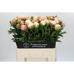 Paeonia Colonel Owen Cousins