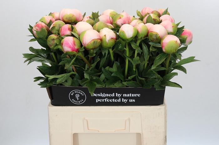 <h4>Paeonia Colonel Owen Cousins</h4>
