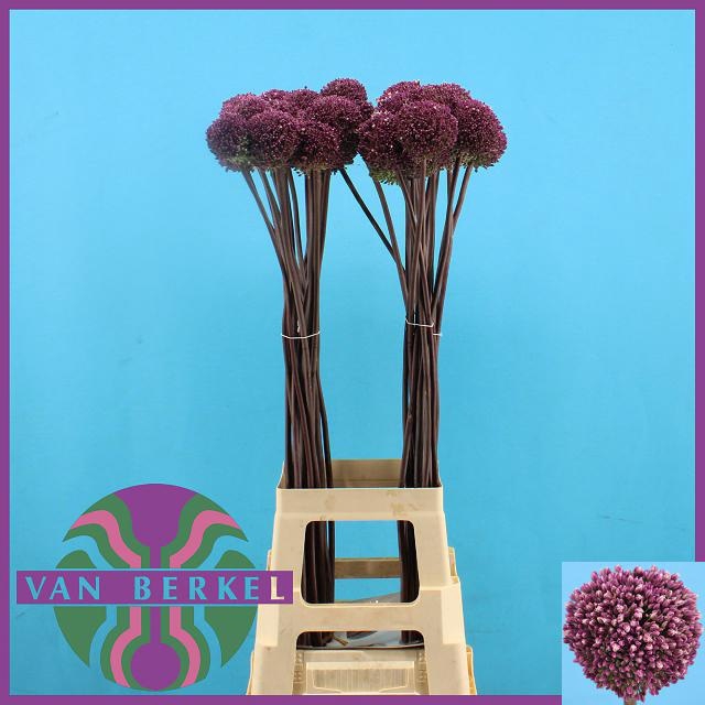 <h4>ALLIUM SUMMER DRUMME</h4>