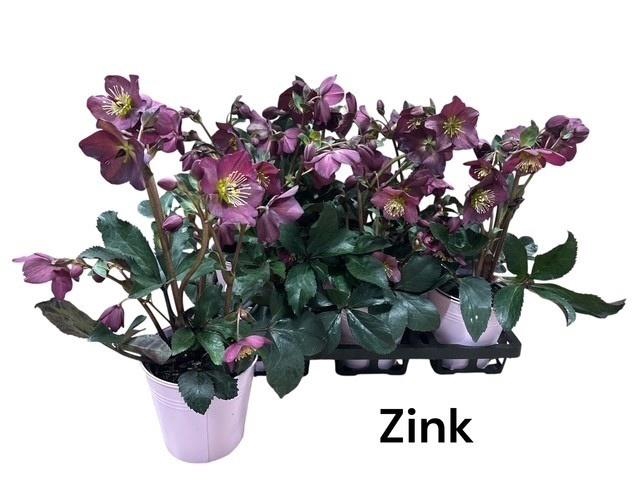 <h4>HELL FRK ANNAS RED</h4>