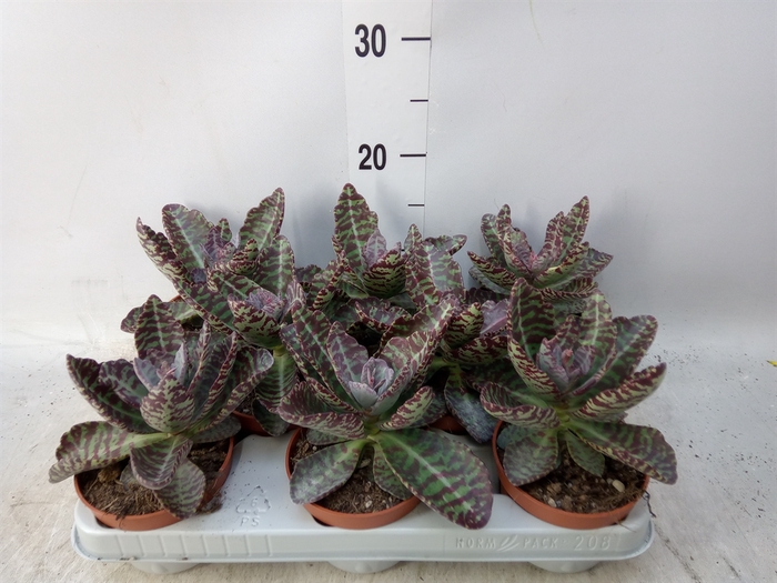 <h4>Kalanchoe NF marmorata 'Partridge'</h4>