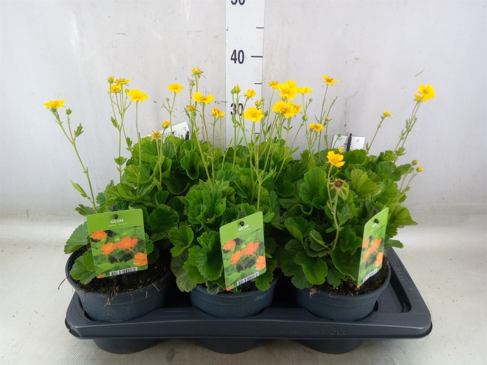 <h4>Geum coccineum 'Tosai'</h4>