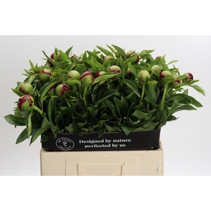 Paeonia Red Charm
