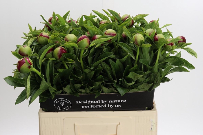 <h4>Paeonia Red Charm</h4>