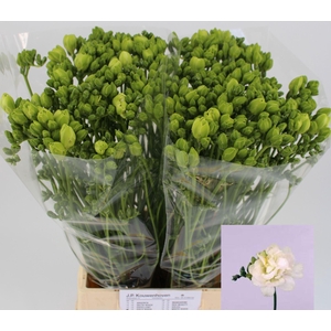 FREESIA DU EXCELLENT 23 GR.