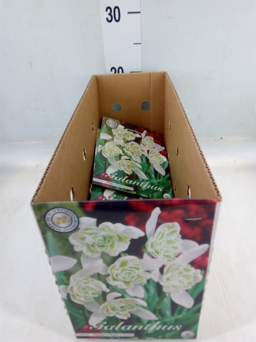 <h4>Flowerbulbs, corns or tubers   ...</h4>