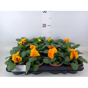 Viola wr. 'Alpha Orange'