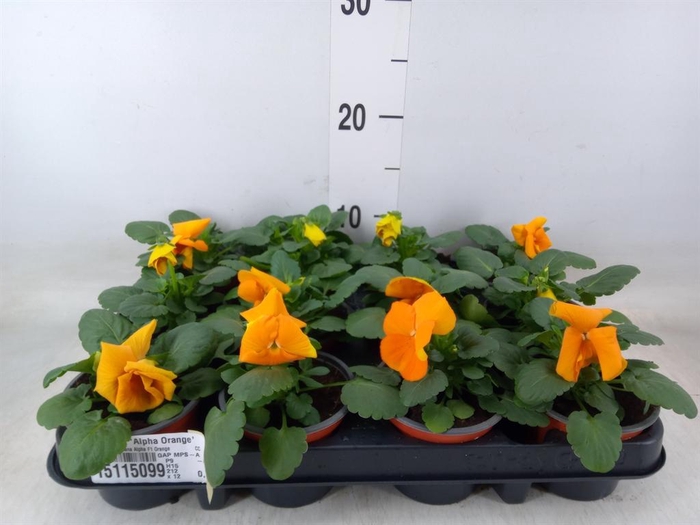 <h4>Viola wr. 'Alpha Orange'</h4>