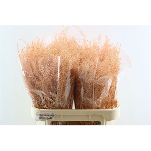 Lepidium Salmon