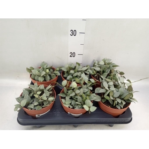 Hoya krohniana 'Eskimo'