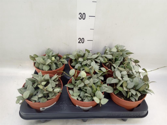 <h4>Hoya krohniana 'Eskimo'</h4>