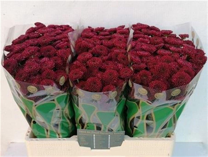 <h4>Sant Jinda Red</h4>