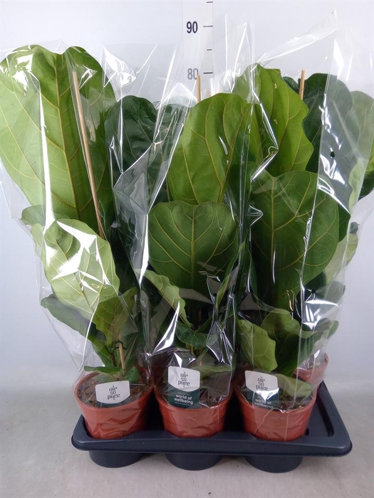 <h4>Ficus lyrata</h4>
