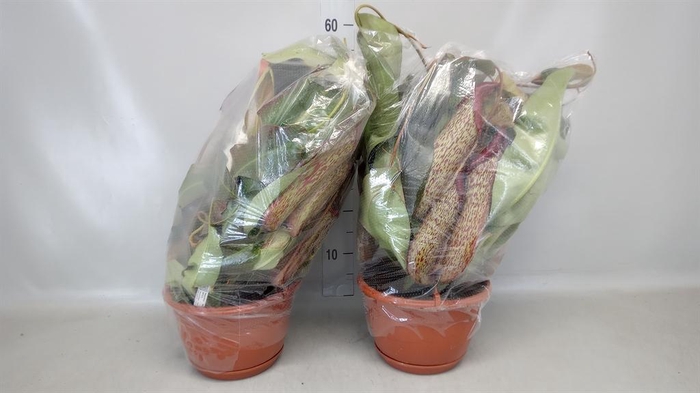 Nepenthes    ...