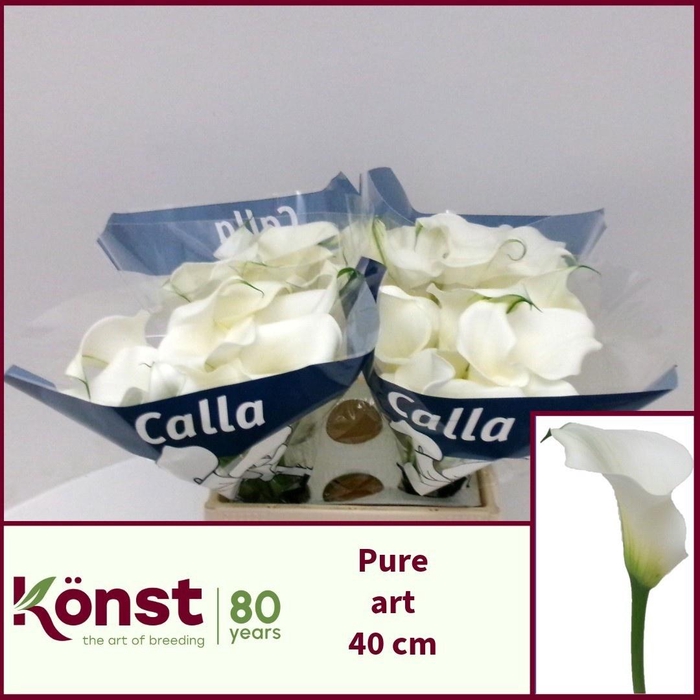 <h4>ZANT PURE ART</h4>