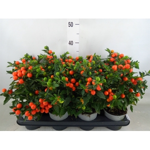 Solanum pseudocapsicum 'Bartoli'