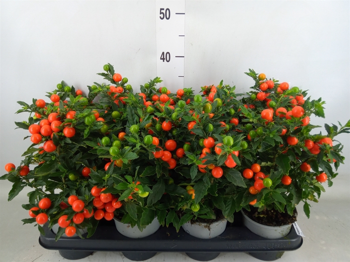 <h4>Solanum pseudocapsicum 'Bartoli'</h4>