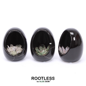 ROOTLESS Echeveria, Egg black