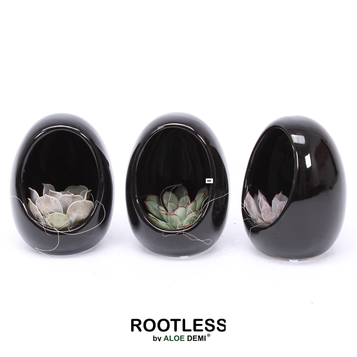 <h4>ROOTLESS Echeveria, Egg black</h4>