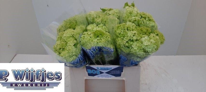 <h4>VIBURNUM ROSEUM BOS</h4>