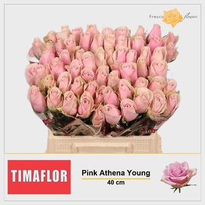 R GR PINK ATHENA