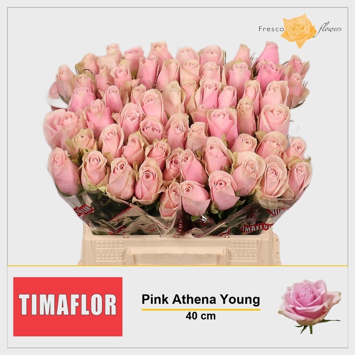 <h4>R GR PINK ATHENA</h4>