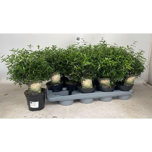 MYRTUS COM