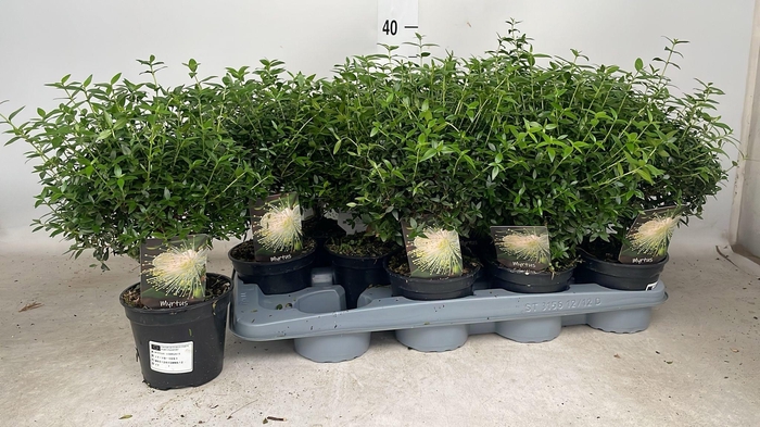 <h4>MYRTUS COM</h4>