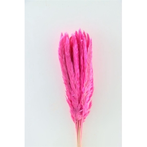 Dried Fluffy Pampas Light Pink Bunch Slv