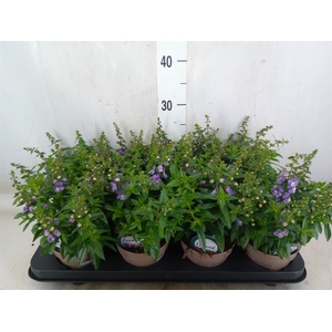 Angelonia  'Serena Purple'
