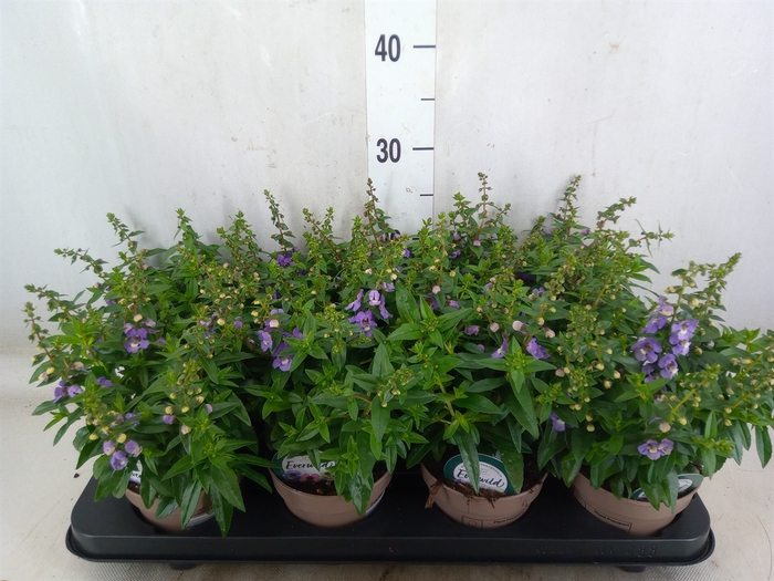 <h4>Angelonia  'Serena Purple'</h4>