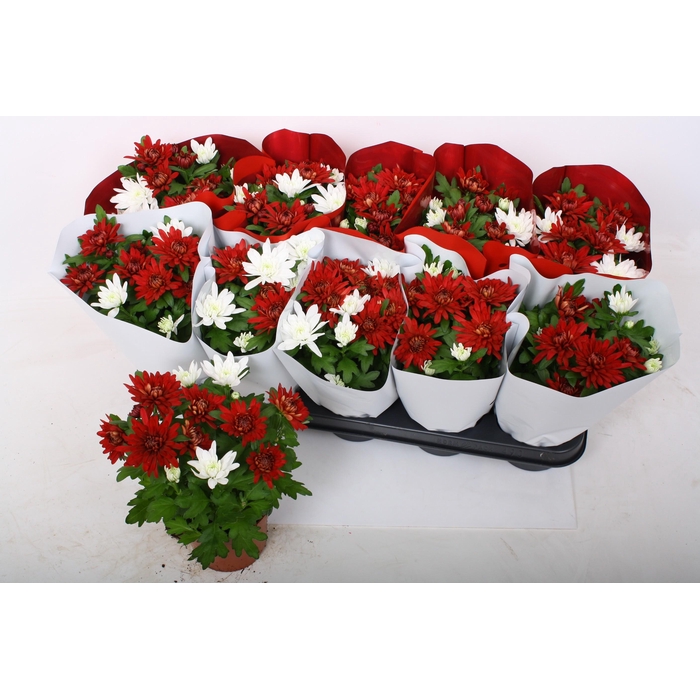 <h4>CHRYS CHRYSTAL GEM</h4>