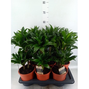Dracaena frag. 'Compacta'
