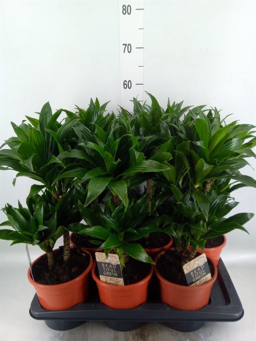 <h4>Dracaena frag. 'Compacta'</h4>
