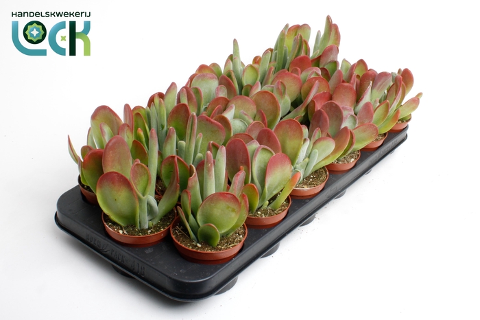 <h4>kalanchoë Oricula</h4>