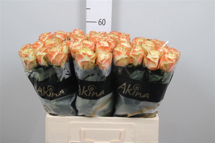 <h4>R Gr Karma-bb B1</h4>