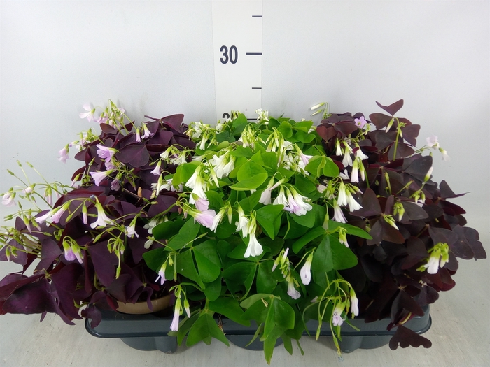 <h4>Oxalis   ...</h4>