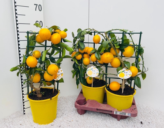 <h4>CITR MEYERI MEYER</h4>