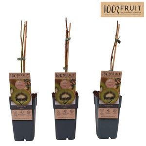 Actinidia deliciosa 'Jenny' P15