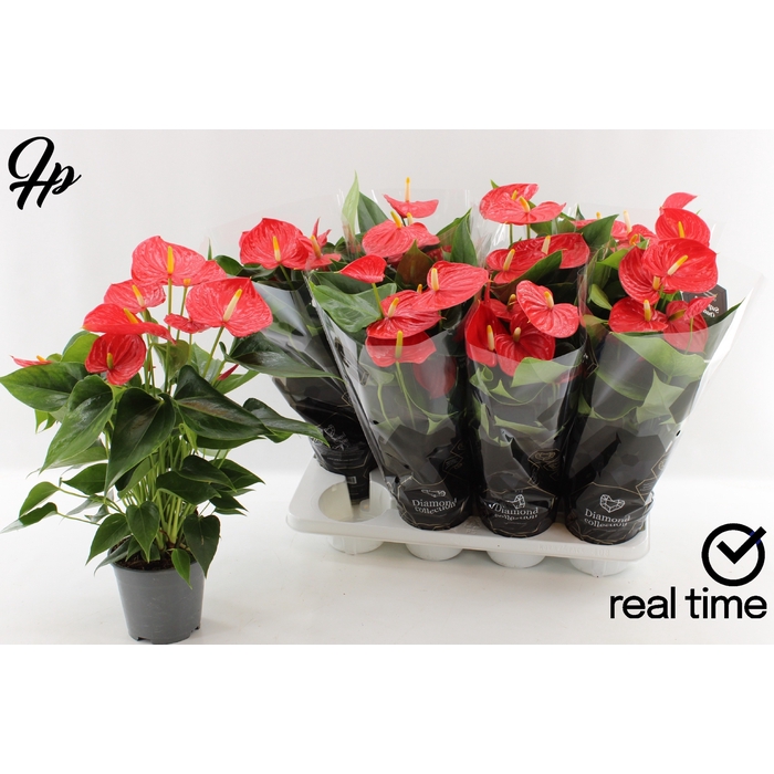 <h4>Anthurium Andreanum Esudo 14Ø 45cm 5fl</h4>