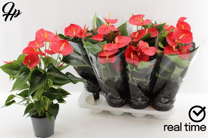 Anthurium Andreanum Esudo 14Ø 45cm 5fl
