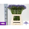 Agapanthus Dr.brouwer