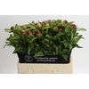 Paeonia Red Charm