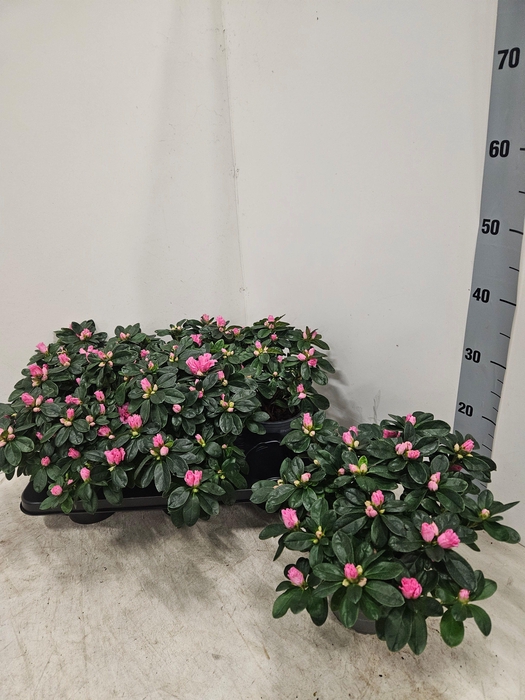 <h4>RHODO SI ROSE VOGEL</h4>