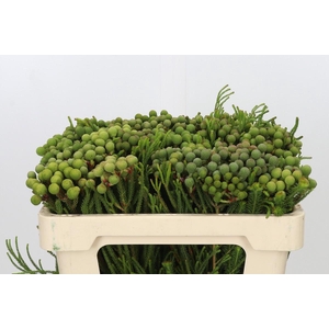 Kaaps Groen Baubles Young