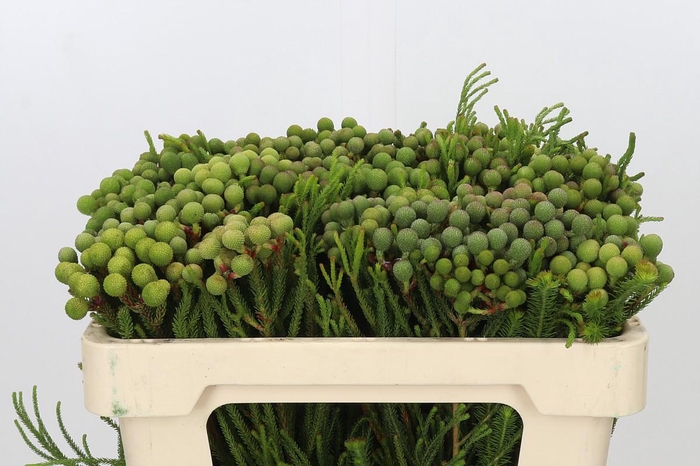 <h4>Kaaps Groen Baubles Young</h4>