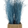 Birch 70cm Light Blue