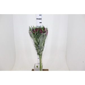 ALSTROEMERIA HELENA 080 CM ROXO